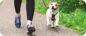 Jack Russell Terrier dog on leash running with owner